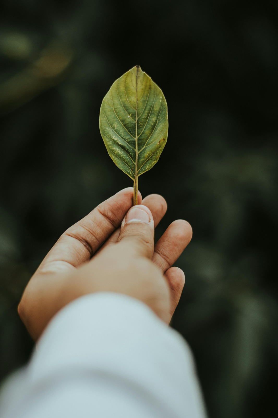 Hand holding a green leaf